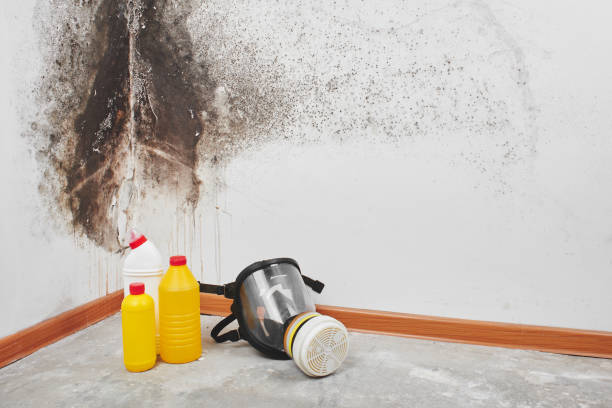Best Industrial Mold Remediation in Westgate, FL