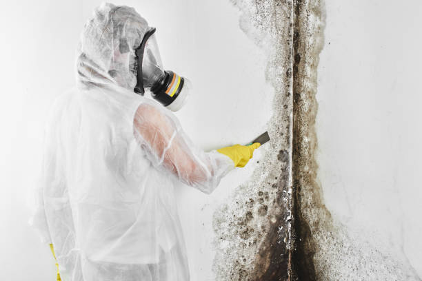 Best Basement Mold Remediation in Westgate, FL