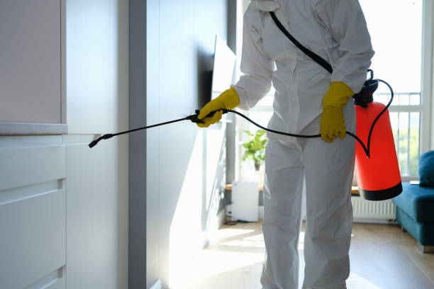 Best Emergency Mold Remediation in Westgate, FL
