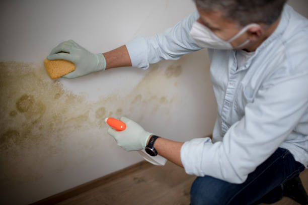 Best DIY Mold Remediation Support Services in Westgate, FL