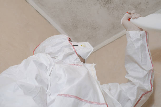 Best Basement Mold Remediation in Westgate, FL