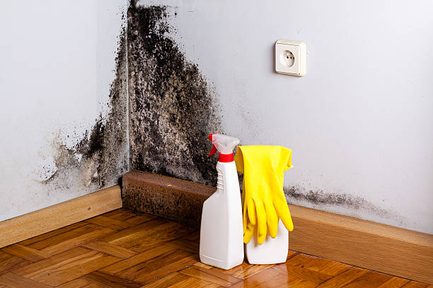 Best Industrial Mold Remediation in Westgate, FL