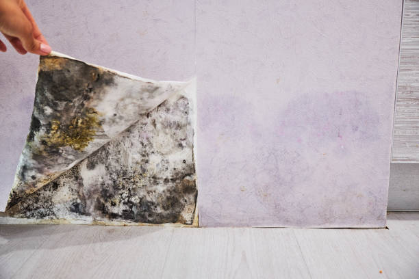 Best Black Mold Remediation in Westgate, FL